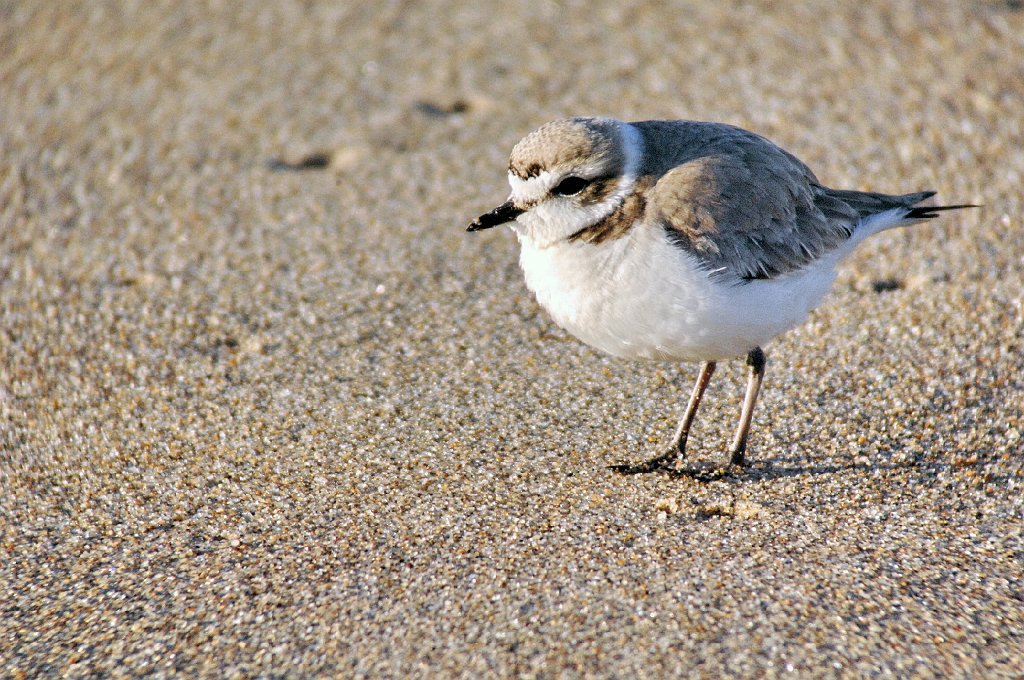 Plover, Snowy, 2007-01195656 Rancho Guadalupe State Preserve, CA.jpg - Snowy Plover, Rancho Guadalupe State Preserve, CA, January 2007